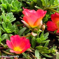 Portulaca oleracea (Purslane)