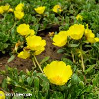 Portulaca oleracea (Purslane)