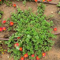 Portulaca oleracea (Purslane)