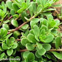 Portulaca oleracea (Purslane)