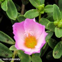 Portulaca oleracea (Purslane)