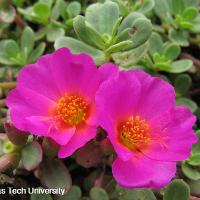 Portulaca oleracea (Purslane)