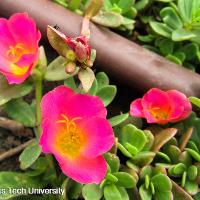 Portulaca oleracea (Purslane)