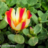 Portulaca oleracea (Purslane)