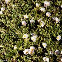 Portulaca oleracea (Purslane)