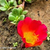 Portulaca oleracea (Purslane)