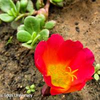 Portulaca oleracea (Purslane)