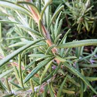 Rosmarinus officinalis (Rosemary)