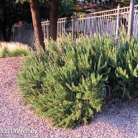 Rosmarinus officinalis (Rosemary)