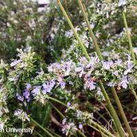 Rosmarinus officinalis (Rosemary)