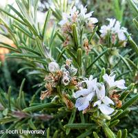 Rosmarinus officinalis (Rosemary)