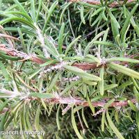 Rosmarinus officinalis (Rosemary)