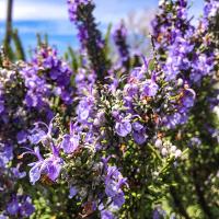 Rosmarinus officinalis (Rosemary)