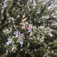 Rosmarinus officinalis (Rosemary)