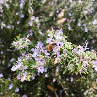 Rosmarinus officinalis (Rosemary)