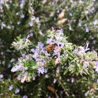 Rosmarinus officinalis (Rosemary)