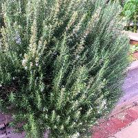 Rosmarinus officinalis (Rosemary)