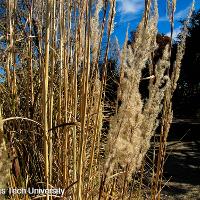 Saccharum ravennae (Ravenna Grass)