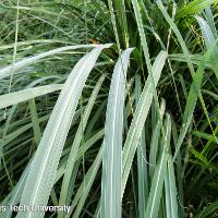 Saccharum ravennae (Ravenna Grass)