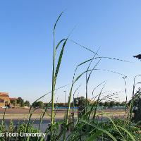 Saccharum ravennae (Ravenna Grass)