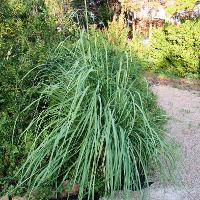 Saccharum ravennae (Ravenna Grass)