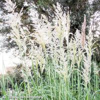 Saccharum ravennae (Ravenna Grass)