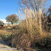 Saccharum ravennae (Ravenna Grass)