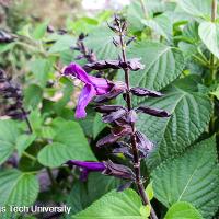 Salvia 'Amistad' (Friendship Sage)
