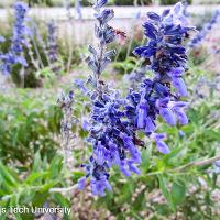 Salvia farinacea (Mealy Blue Sage)