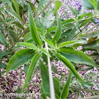 Salvia farinacea (Mealy Blue Sage)