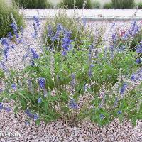 Salvia farinacea (Mealy Blue Sage)