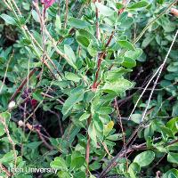 Salvia greggii (Autumn Sage)