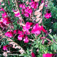 Salvia greggii (Autumn Sage)