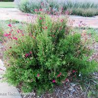 Salvia greggii (Autumn Sage)