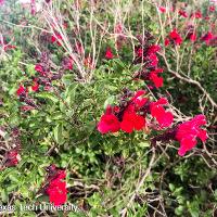 Salvia greggii (Autumn Sage)