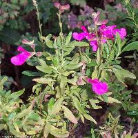 Salvia greggii (Autumn Sage)