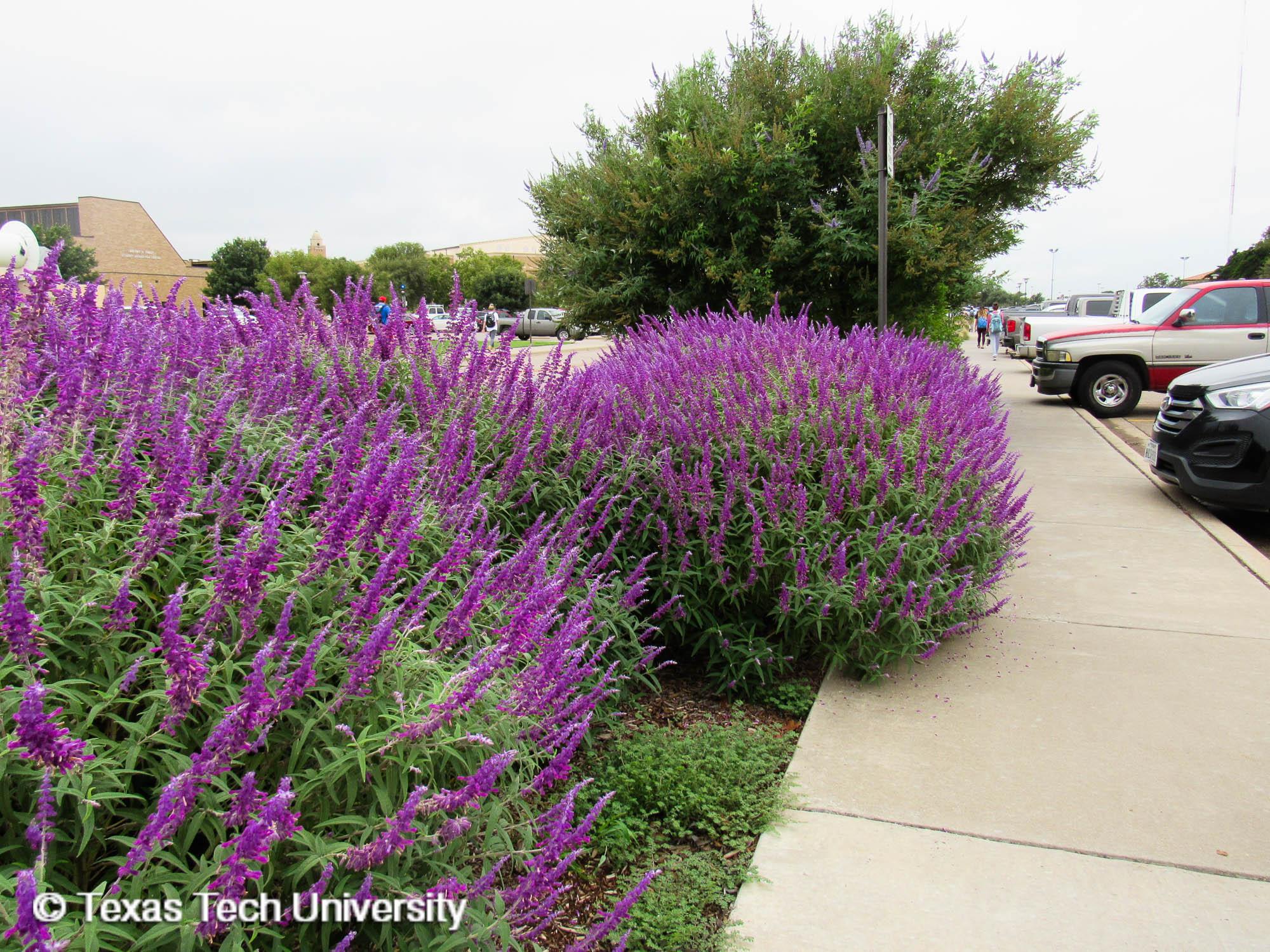 Salvia leucantha 'Purple Velvet