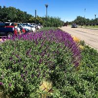 Salvia leucantha (Velvet Bush Sage)
