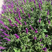 Salvia leucantha (Velvet Bush Sage)