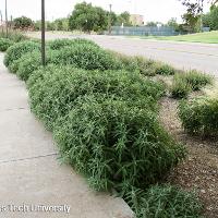 Salvia leucantha (Velvet Bush Sage)