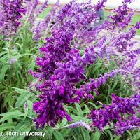 Salvia leucantha (Velvet Bush Sage)