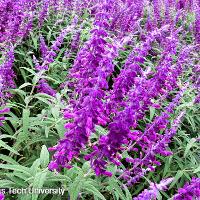 Salvia leucantha (Velvet Bush Sage)