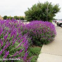 Salvia leucantha (Velvet Bush Sage)