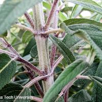 Salvia leucantha (Velvet Bush Sage)
