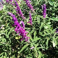 Salvia leucantha (Velvet Bush Sage)