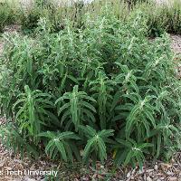Salvia leucantha (Velvet Bush Sage)