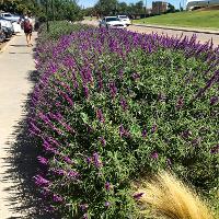 Salvia leucantha (Velvet Bush Sage)