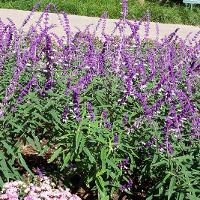 Salvia leucantha (Velvet Bush Sage)