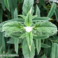 Salvia leucantha (Velvet Bush Sage)