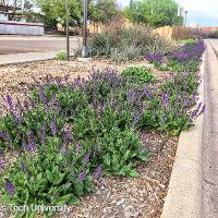 Salvia nemorosa ‘May Night’ (Meadow Sage)